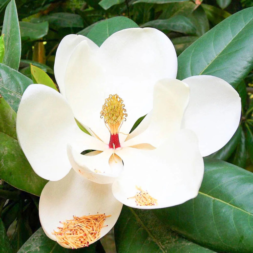 Magnolia blomst
